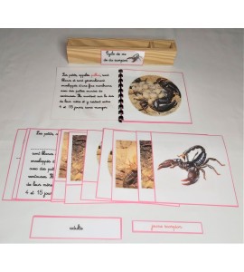 Nomenclature du cycle de vie du scorpion