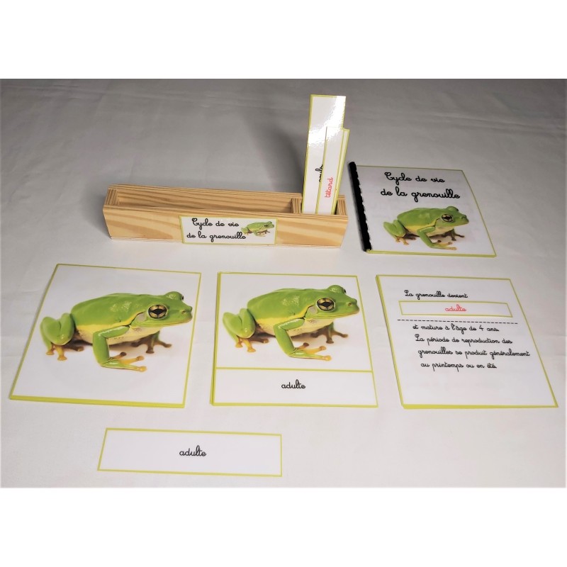 copy of Nomenclature du cycle de vie du serpent