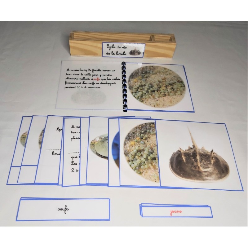 copy of Nomenclature du cycle de vie du serpent