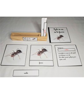 Nomenclature du cycle de vie de la fourmi