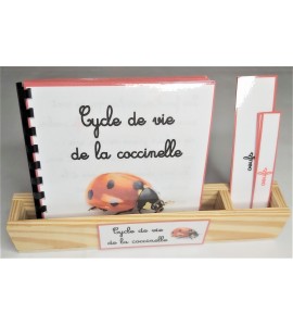 Nomenclature du cycle de vie de la coccinelle