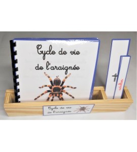 Nomenclature du cycle de vie de l'araignée