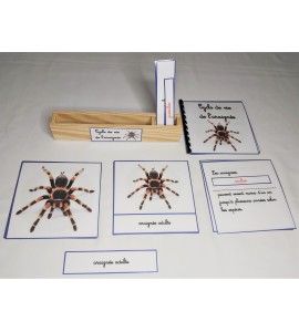 Nomenclature du cycle de vie de l'araignée