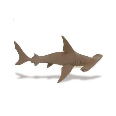 Requin marteau bébé