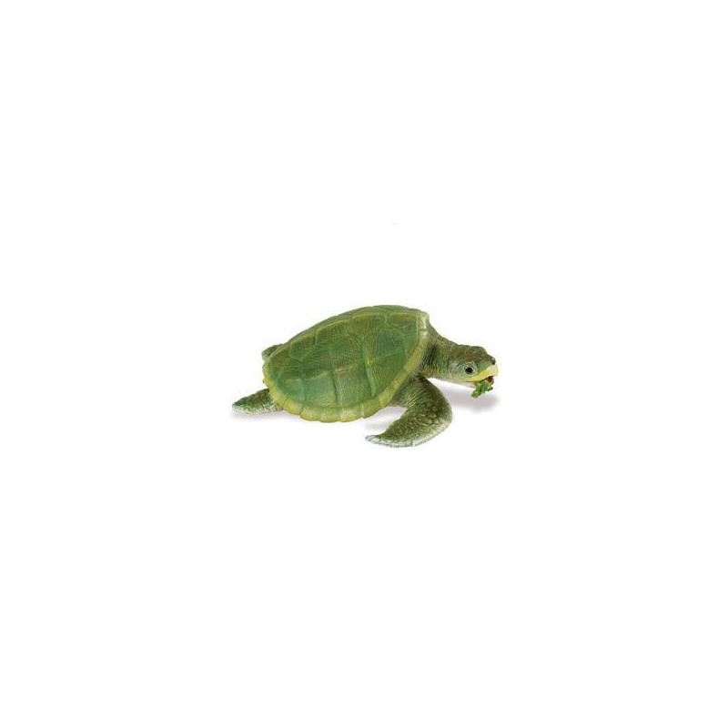 Tortue de Kemp adulte