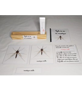 Nomenclature du cycle de vie du moustique