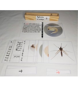 Nomenclature du cycle de vie du moustique