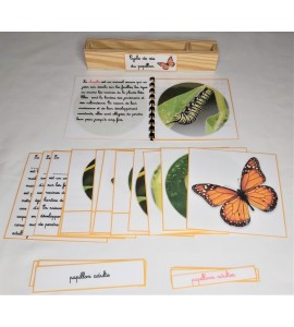 Nomenclature du cycle de vie du papillon Monarque