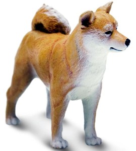 Shiba Inu