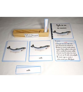 Nomenclature du cycle de vie du saumon