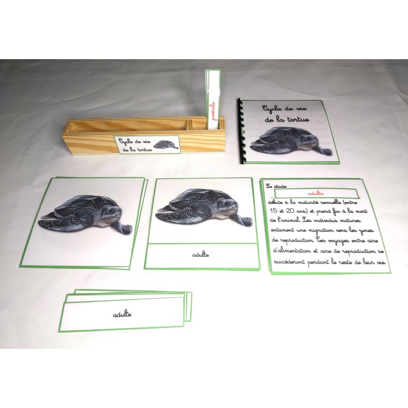 copy of Nomenclature du cycle de vie du serpent