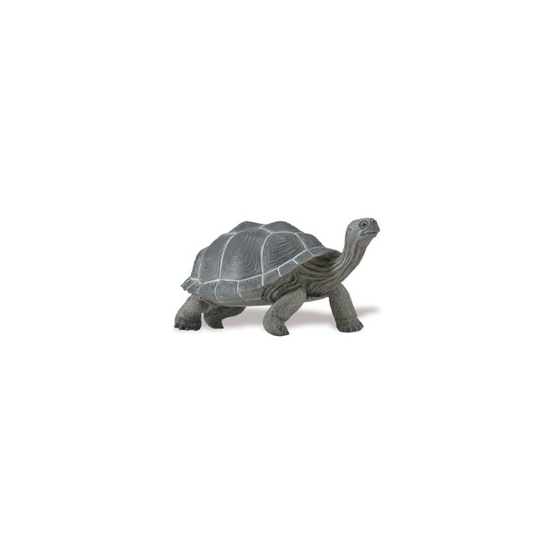 Tortue adulte