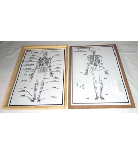 Affiches de travail - le squelette + flèches