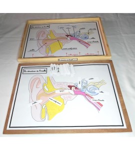 Affiches de travail - la structure de l'oreille + flèches
