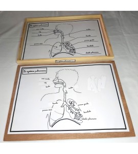 Affiches de travail - le système pulmonaire + flèches