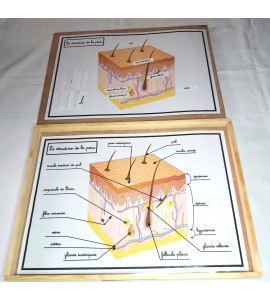 Affiches de travail - la structure de la peau + flèches