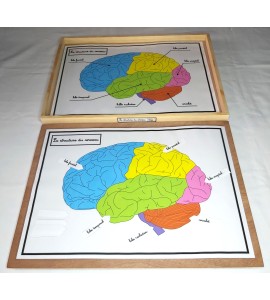 Affiches de travail - la structure du cerveau + flèches