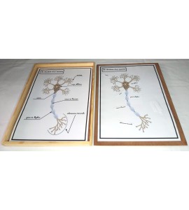 Affiches de travail - la structure d'un neurone + flèches
