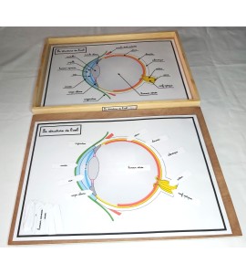 Affiches de travail - la structure de l'oeil + flèches