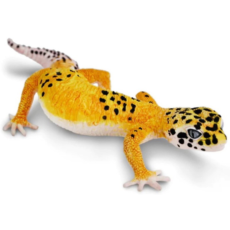 Gecko léopard