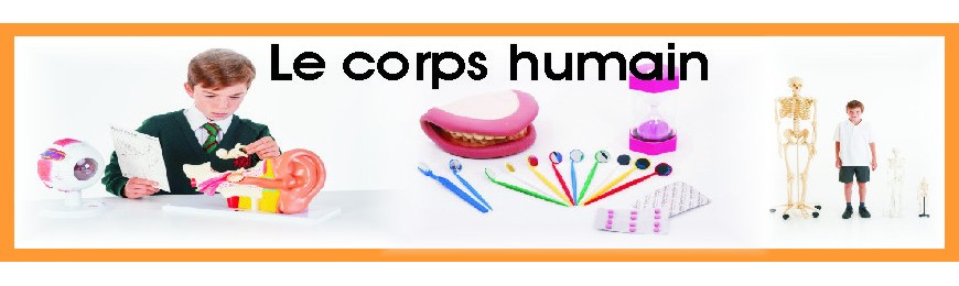 Le corps humain